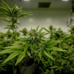 georgia medical cannabis
