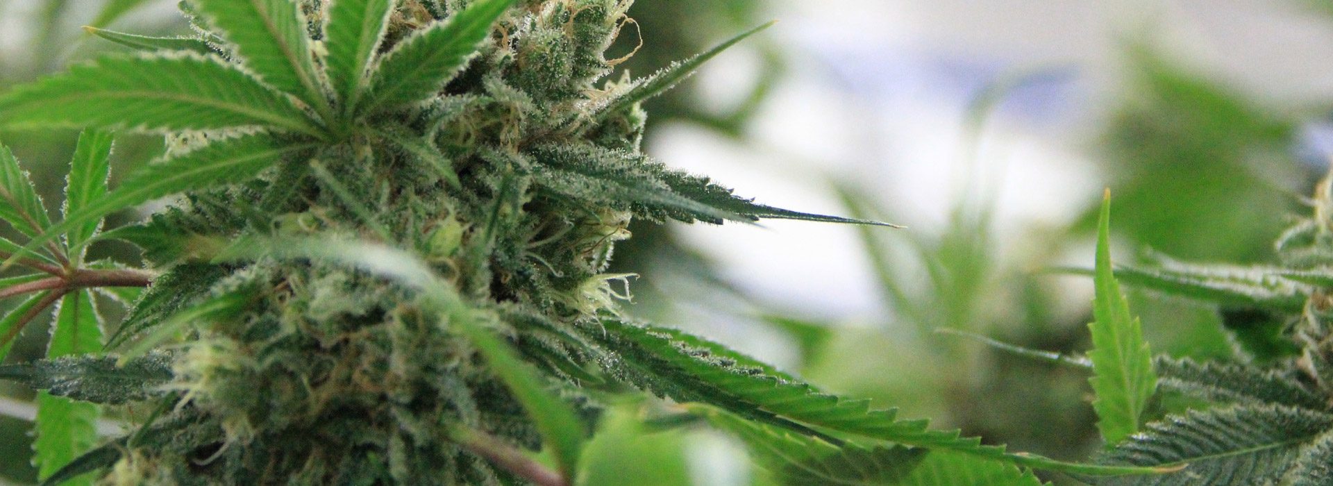 Federal Bill Threatens Unregulated Hemp-Derived THC Market